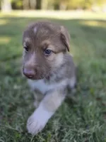 Purple, a female German Shepherd Dog for sale in Chesapeake City, VA – 4 of 4