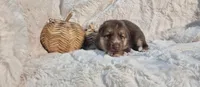 Purple, a female German Shepherd Dog for sale in Chesapeake City, VA – 1 of 4