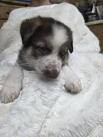 Blue, a male German Shepherd Dog for sale in Chesapeake City, VA – 3 of 4