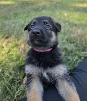Pink, a female German Shepherd Dog for sale in Chesapeake City, VA – 3 of 4