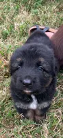 Green, a male German Shepherd Dog for sale in Chesapeake City, VA – 4 of 4