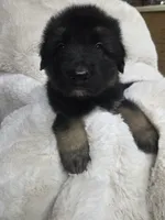 Green, a male German Shepherd Dog for sale in Chesapeake City, VA – 2 of 4