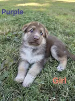 Purple, a female German Shepherd Dog for sale in Chesapeake City, VA – 3 of 4