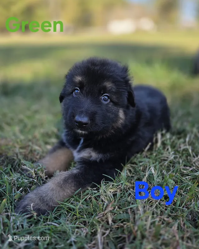 Green – German Shepherd Dog puppy for sale in Chesapeake City, VA