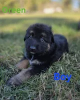 Green, a male German Shepherd Dog for sale in Chesapeake City, VA – 1 of 4