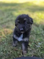 Green, a male German Shepherd Dog for sale in Chesapeake City, VA – 3 of 4