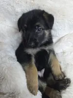 Pink, a female German Shepherd Dog for sale in Chesapeake City, VA – 4 of 4