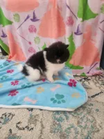 GUCCI, a male Pomeranian for sale in Vidor, TX – Photo 4 of 4