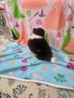 GUCCI, a male Pomeranian for sale in Vidor, TX – Photo 2 of 4