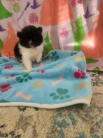 GUCCI, a male Pomeranian for sale in Vidor, TX – Photo 1 of 4