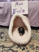 Star, a female Pomeranian for sale in Vidor, TX – Photo 3 of 3