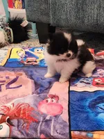 Star, a female Pomeranian for sale in Vidor, TX – Photo 2 of 3