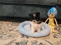 Star, a female Pomeranian for sale in Vidor, TX – Photo 1 of 3