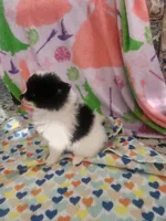 Twila, a female Pomeranian for sale in Vidor, TX – Photo 1 of 3