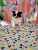 Twila, a female Pomeranian for sale in Vidor, TX – Photo 3 of 3