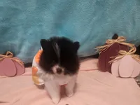 Dolly, a female Pomeranian for sale in Vidor, TX – 2 of 4
