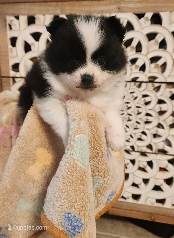 Beauty  – Pomeranian puppy for sale in Vidor, TX