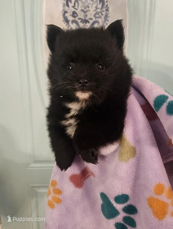Claire – Pomeranian puppy for sale in Vidor, TX