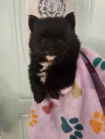 Claire, a female Pomeranian for sale in Vidor, TX – 1 of 1