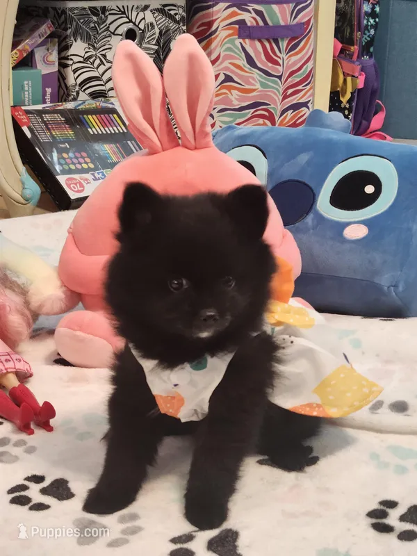 Lilly, a female Pomeranian for sale in Vidor, TX – Photo 1 of 3