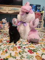 Lilly, a female Pomeranian for sale in Vidor, TX – Photo 2 of 3