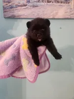 Lilly, a female Pomeranian for sale in Vidor, TX – Photo 3 of 3