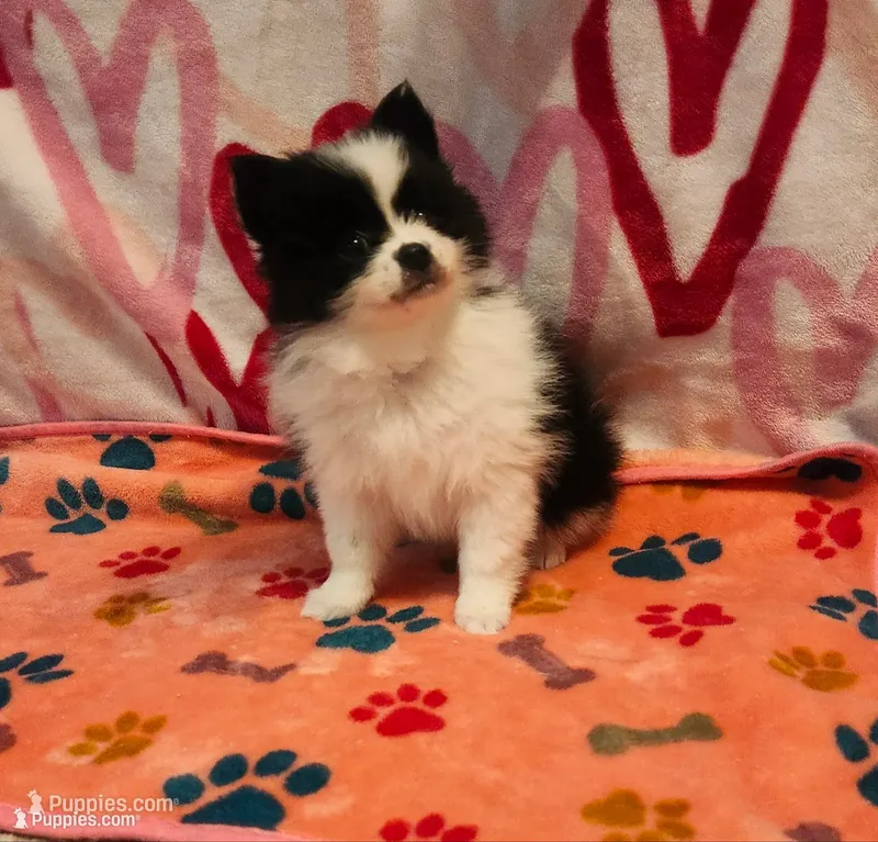 Beauty  – Pomeranian puppy for sale in Vidor, TX
