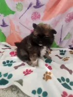 Tad, a male Pomeranian for sale in Vidor, TX – Photo 1 of 3