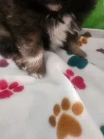 Tad, a male Pomeranian for sale in Vidor, TX – Photo 2 of 3