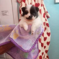 Twila, a female Pomeranian for sale in Vidor, TX – Photo 1 of 2