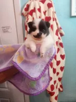 Twila, a female Pomeranian for sale in Vidor, TX – Photo 1 of 2