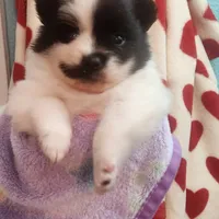 Twila, a female Pomeranian for sale in Vidor, TX – Photo 2 of 2