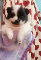 Twila, a female Pomeranian for sale in Vidor, TX – Photo 2 of 2