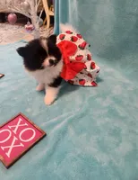 Mattie, a female Pomeranian for sale in Vidor, TX – Photo 1 of 2