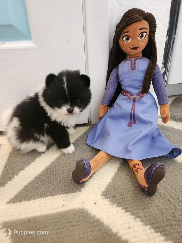 Velvet, a female Pomeranian for sale in Vidor, TX – Photo 1 of 2