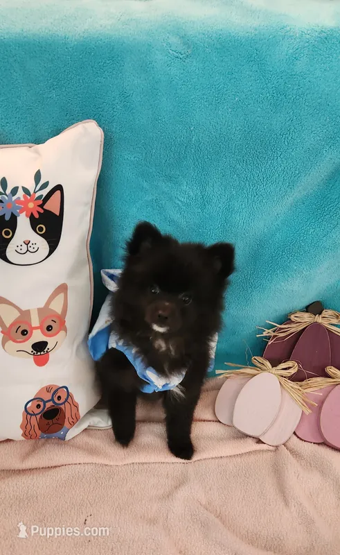 Claire – Pomeranian puppy for sale in Vidor, TX