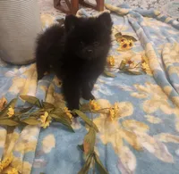 Elphaba, a female Pomeranian for sale in Vidor, TX – Photo 1 of 3