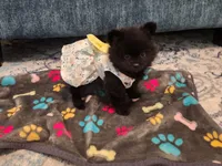 Elphaba, a female Pomeranian for sale in Vidor, TX – Photo 2 of 3