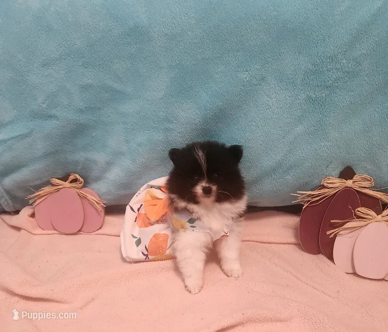 Dolly – Pomeranian puppy for sale in Vidor, TX