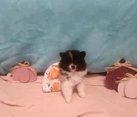 Dolly, a female Pomeranian for sale in Vidor, TX – 1 of 4