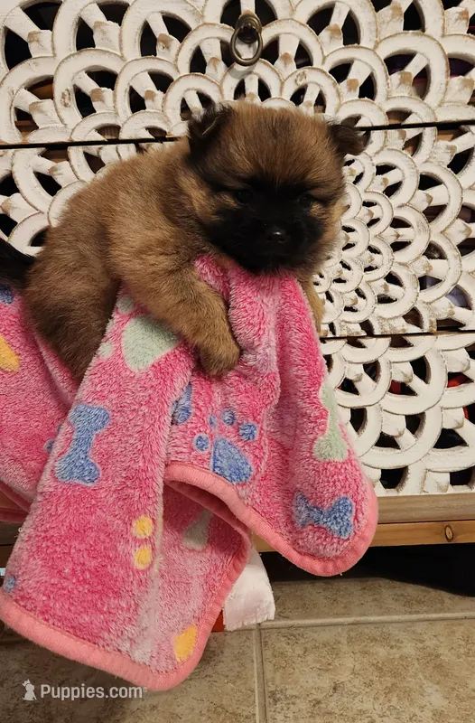 Taffy – Pomeranian puppy for sale in Vidor, TX