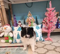 Coco, a female Pomeranian for sale in Vidor, TX – Photo 2 of 2