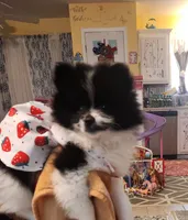 Coco, a female Pomeranian for sale in Vidor, TX – Photo 1 of 2