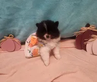 Dolly, a female Pomeranian for sale in Vidor, TX – 4 of 4