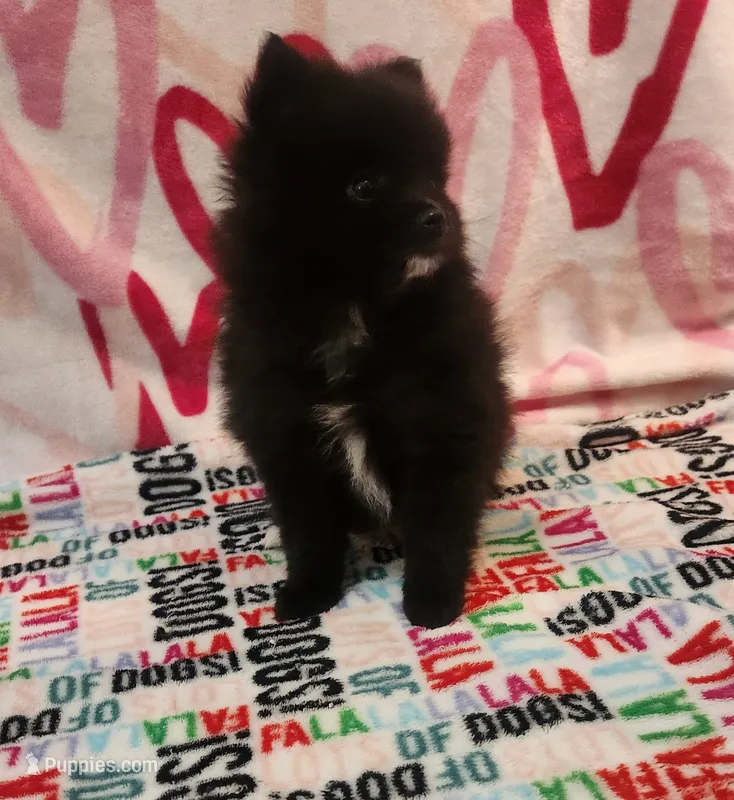 Claire – Pomeranian puppy for sale in Vidor, TX