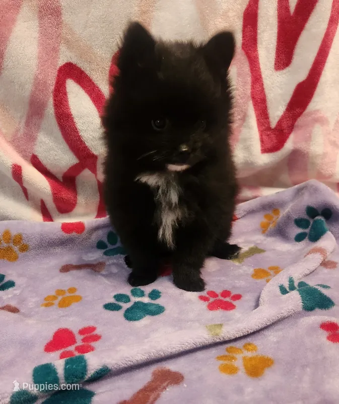 Nick – Pomeranian puppy for sale in Vidor, TX