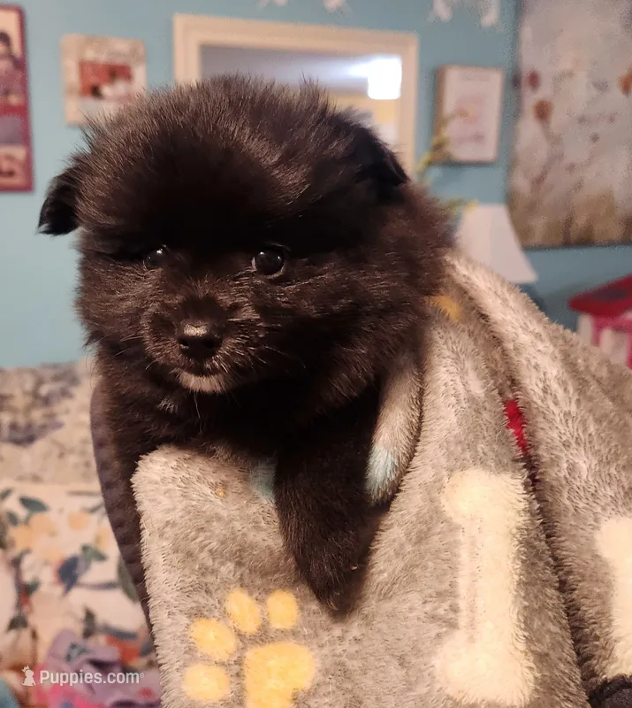 Nick – Pomeranian puppy for sale in Vidor, TX