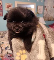 Nick, a male Pomeranian for sale in Vidor, TX – 1 of 1