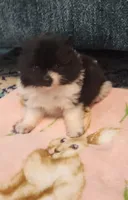 Shadow, a female Pomeranian for sale in Vidor, TX – Photo 1 of 2