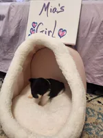 Shadow, a female Pomeranian for sale in Vidor, TX – Photo 2 of 2